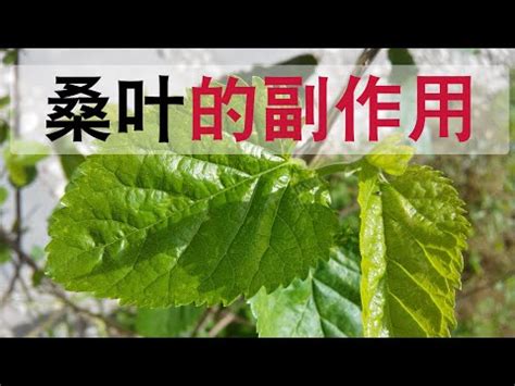 門前種桑樹|【門前種桑樹】門前種桑樹：吉祥寓意還是敗財玄機？